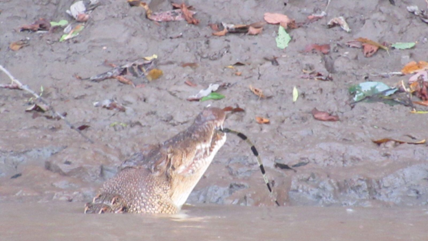 Kinabatangan rivier - Happy meal