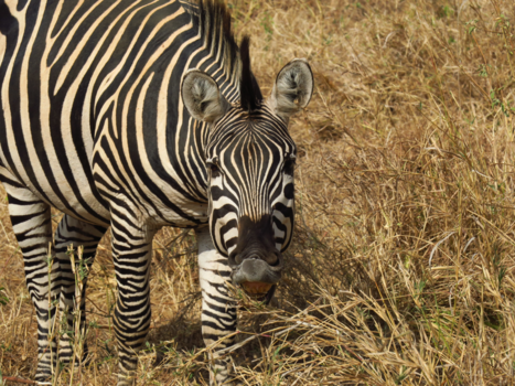 Sint Petersburg - lachen