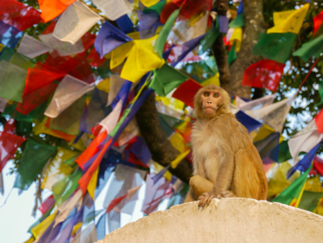 Kathmandu - Monkey and prayer flags