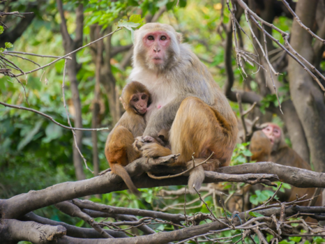 Kathmandu - Monkey temple