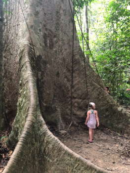 Maleisië - Klein voelen bij 400 jaar oude boom