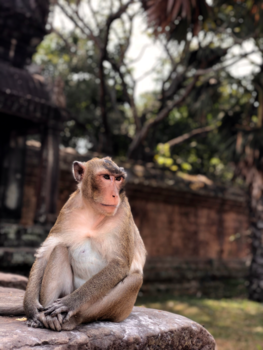 Cambodja - Modelling monkey