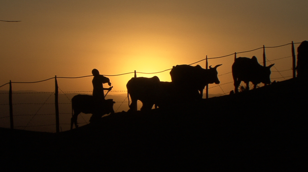 Sri Lanka - The way back to the stable
