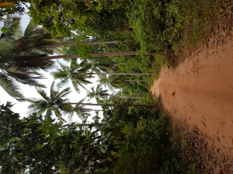 Eilandhoppen in Thailand - Jungle walk