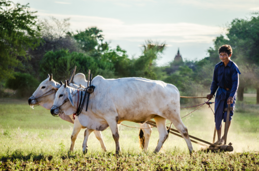 Bagan - Boer in Burma