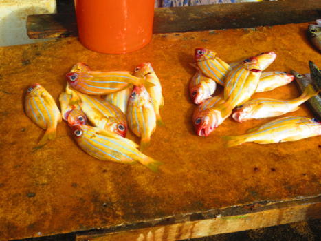 Sri Lanka - Fish