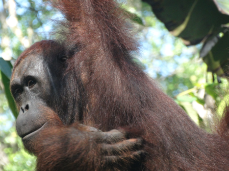 Maleisië - Lekker okselfris in de bomen van Borneo/Maleisië