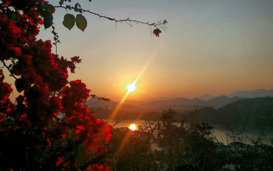 Luang Prabang - Bloemen in de avondzon