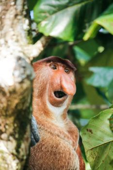 Rondreis door Maleisisch Borneo - Wist je dat? Neusapen zijn vernoemd naar de Nederlanders?!