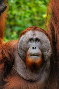 Rondreis door Maleisisch Borneo - Orang Oetang gevonden!