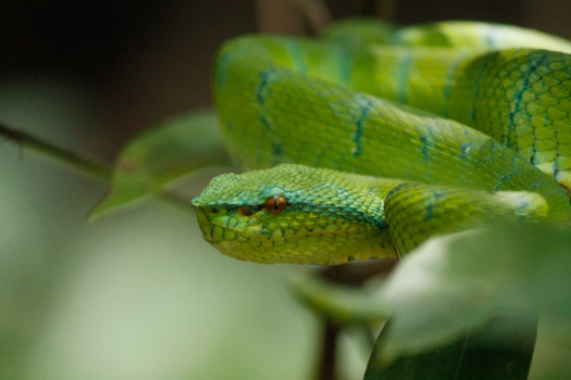 Rondreis door Maleisisch Borneo - Green pit viper!