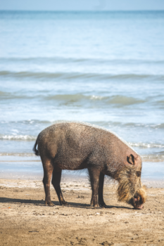 Rondreis door Maleisisch Borneo - Een varken met een baard!