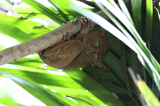 Filipijnen - Tarsiers Bohol
