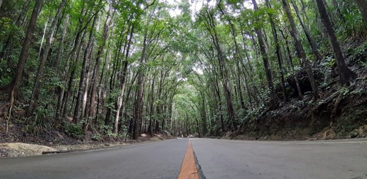 Filipijnen - Man made forrest Bohol