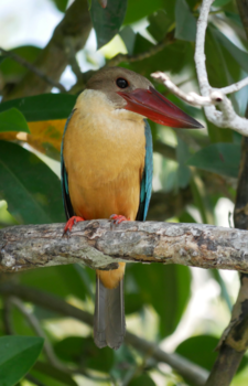 Sri Lanka - IJsvogel