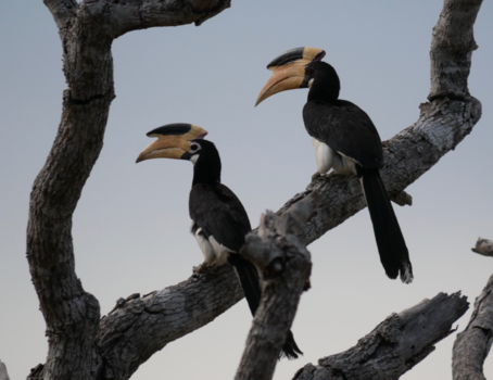 Sri Lanka - Neushoornvogel