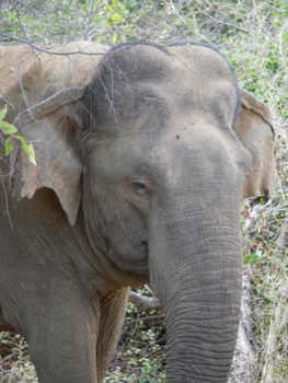 Sri Lanka - Olifant