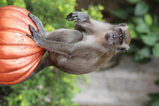 Batu Caves - Curious apes at Batu Caves