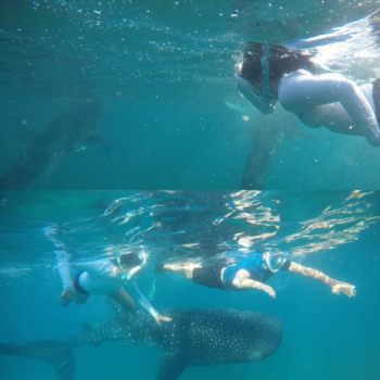 Filipijnen - Face to face with Gentle Giants of the Philippines seas