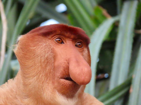 Rondreis door Maleisisch Borneo - Neusaap in de jungle