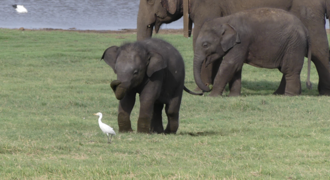 Sri Lanka - Udawalawe wildpark