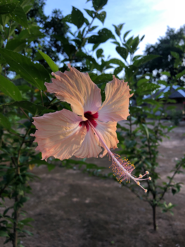 Filipijnen - Sunkissed Hibiscus