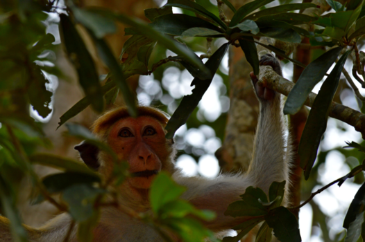 Sri Lanka - kiekeboo
