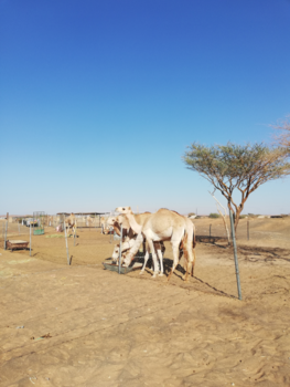 Oman - Onderweg naar Sur in Oman