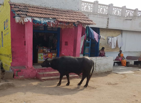 India - Cow goes shopping