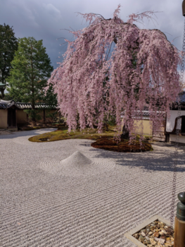 Kyoto - The beauty of Sakura