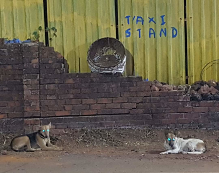 India - Dog's at a taxi stand in Goa