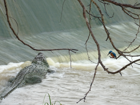 Sri Lanka - Slimme krokodil vangt vissen onderaan een waterval (Yala National Park)