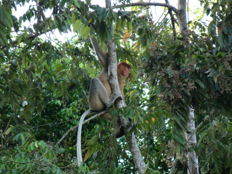 Rondreis door Maleisisch Borneo - De proboscis aap of neusaap