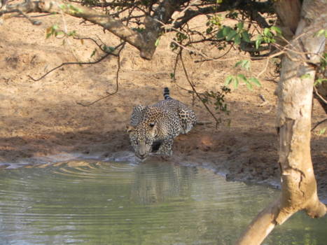 Yala National Park - Jij? of ik?!
