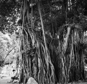 Bangkok - Just a little tree