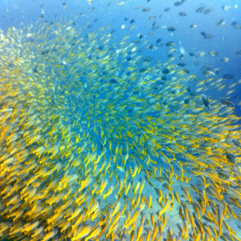 Rondreis Thailand in vier weken - Searching for Dory