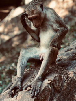 Sri Lanka - Thinking about...