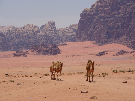 Jordanië - Wadi Rum desert