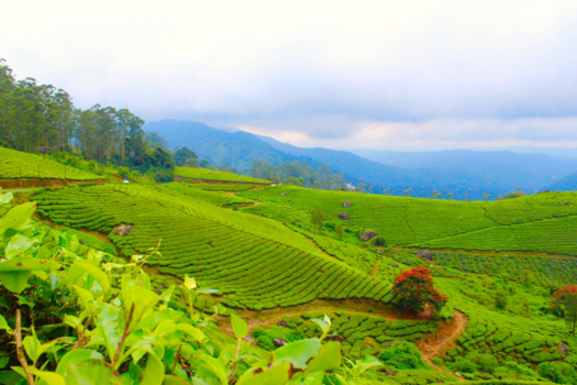 India - Green valley