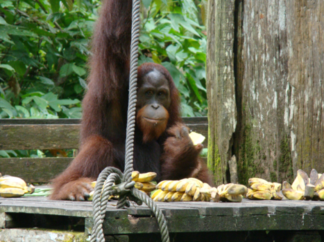 Rondreis door Maleisisch Borneo - Orang-oetan op voedselplatform