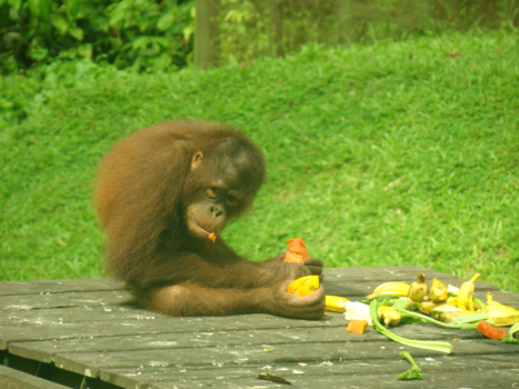 Rondreis door Maleisisch Borneo - Kleine orang-oetan aan het eten...