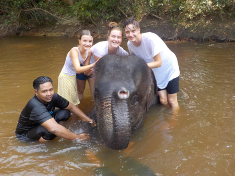Rondreis door Maleisisch Borneo - Olifant