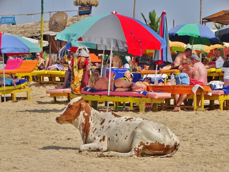 India - De Heilige Koe