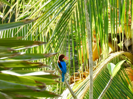Maleisië - Een half uur achtervolgd