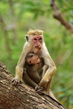 Sri Lanka - Afwijking