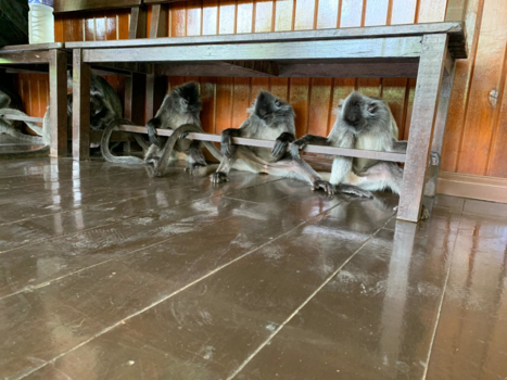 Maleisië - Zware nacht gehad.