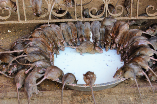 India - Gezellig samen ontbijten