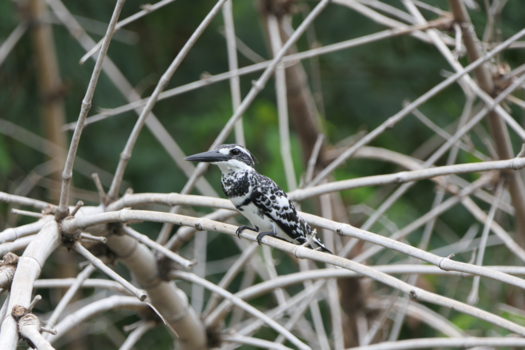 Sri Lanka - Witte ijsvogel