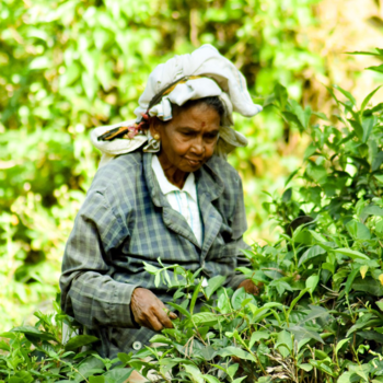 Sri Lanka - Tea plants
