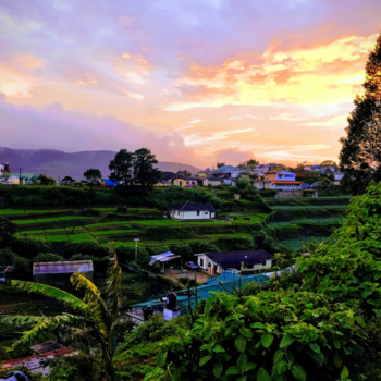 Sri Lanka - Tea plants